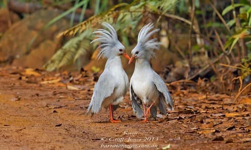 Beautifully Crowned Birds - 4. Kagu