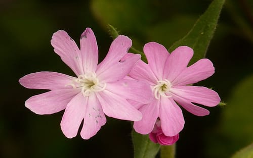 Most Beautiful Flowers In The World