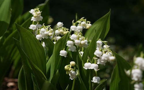 Most Beautiful Flowers In The World