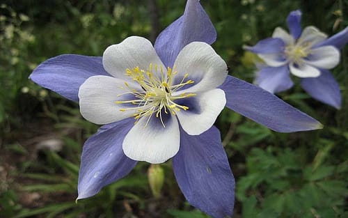 Most Beautiful Flowers In The World