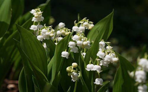 Most Beautiful Flowers In The World