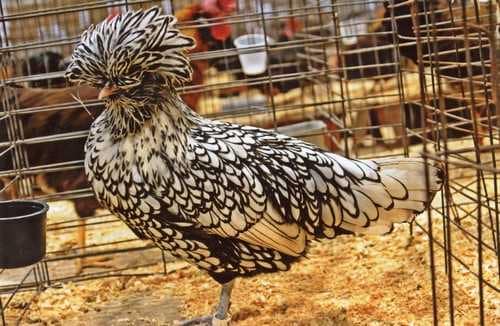Beautifully Crowned Birds - 8. Polish Chicken