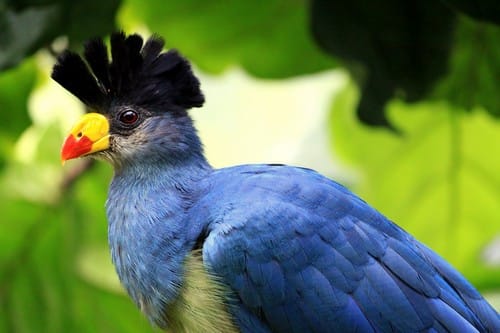 Beautifully Crowned Birds - 1. Great Blue Turaco