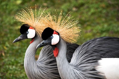 Beautifully Crowned Birds - 5. African Crane