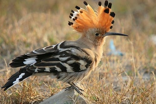 Beautifully Crowned Birds - 6. Hoopoe