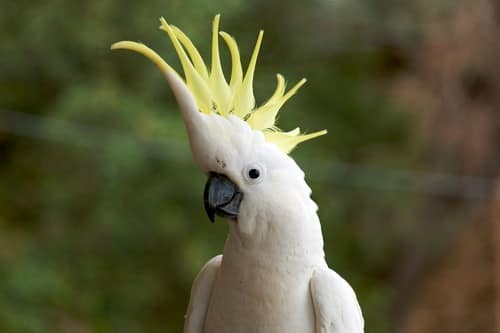 Beautifully Crowned Birds - 2. Sulphur Crested Cockatoo