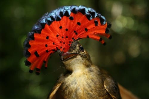 Beautifully Crowned Birds - 7. Royal Flycatcher