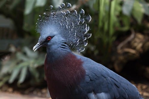 Beautifully Crowned Birds - 9. Victoria Crowned Pigeon