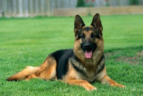 German-Shepherd-Dog-Insurance