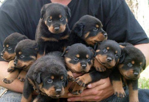 Cute-Geous-Rottweiler-Puppies-For-Rehoming5537a45829ed478b7365