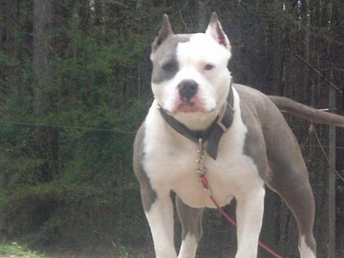 american-pitbull-terrier-breeders-1