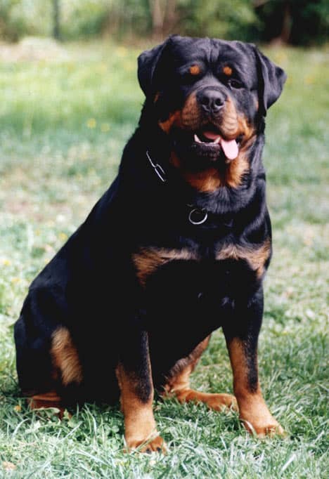 rottweilerL_468x682