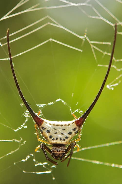 Long-Horned Orb-Weaver Spider 3