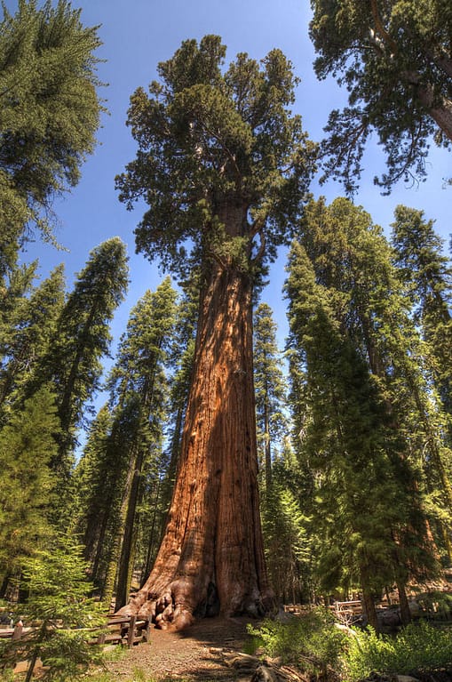 The Biggest Tree in the World in Terms of Volume- General Sherman