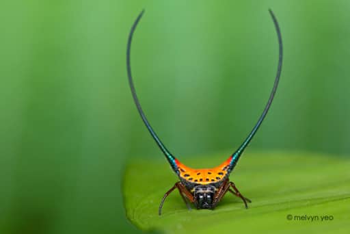 Long-Horned Orb-Weaver Spider 2