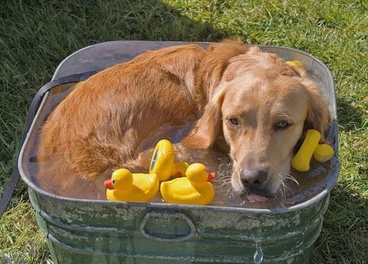 Funny Dogs Just Dont Want To Bath 1