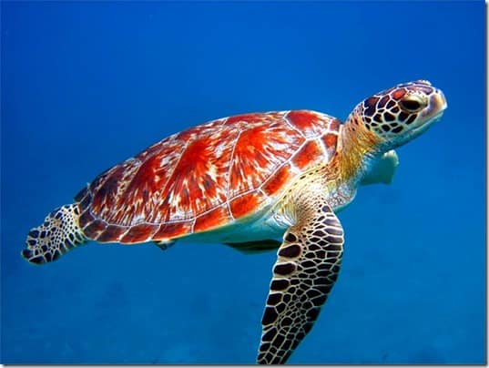 Mayan Spirit Animal - Turtle