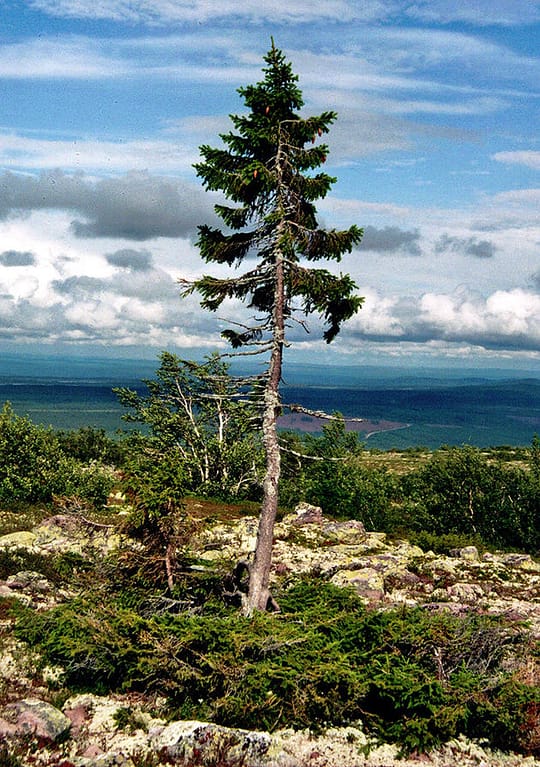 The Oldest Tree in the World - Old Tjikko