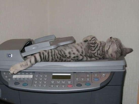 Cats Sleeping In The Weirdest Places And Positions