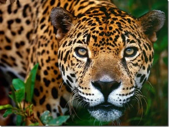 Mayan Spirit Animal - Jaguar