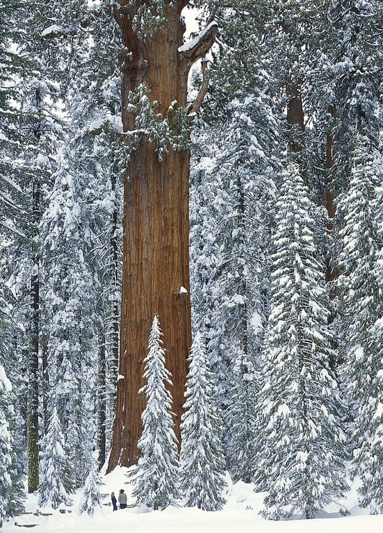 USA: California: Sequoia National Park: General Sherman Tree: Two visitors gaze up at the largest tree in the world