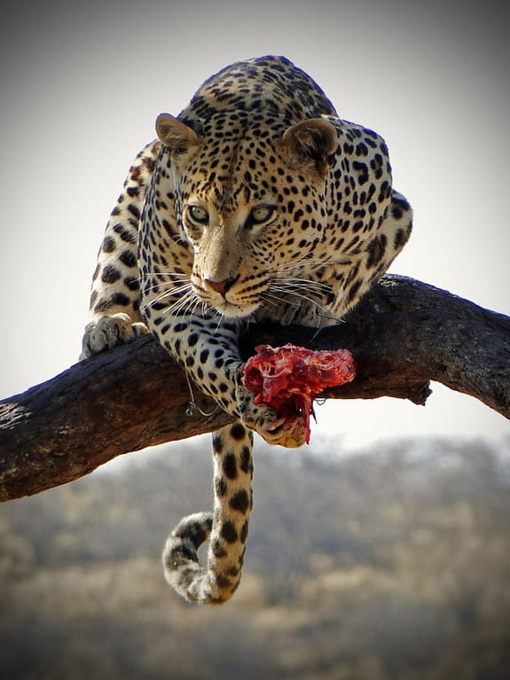 Leopard feeding on a tree