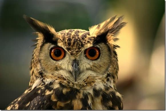 Mayan Spirit Animal - Owl