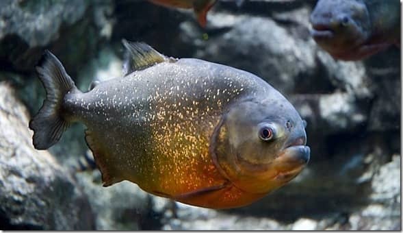 Mayan Spirit Animal - Piranha