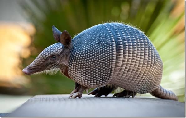 Mayan Spirit Animal - Armadillo