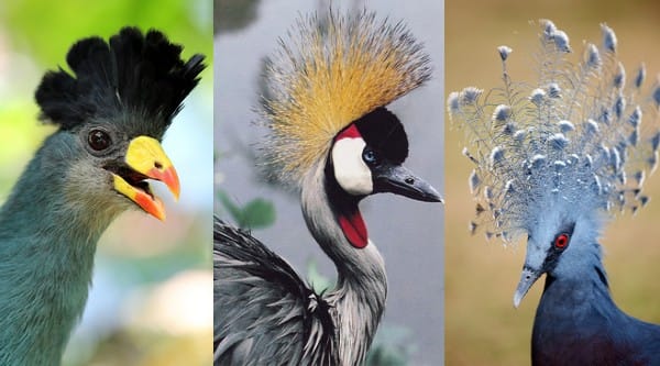 10-Beautifully-Crowned-Birds 10-Beautifully-Crowned-Birds