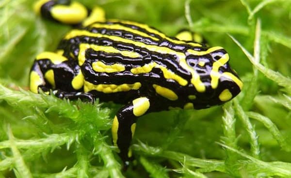 Most Poisonous Frogs in the World - Corroboree Frog
