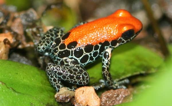 Most Poisonous Frogs in the World - Red Backed Poison Frog