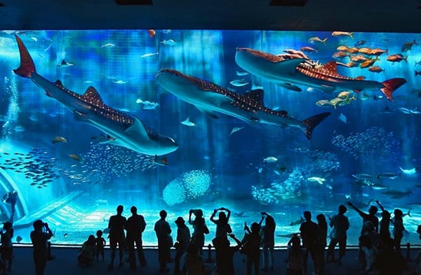 10 Largest Aquariums in the World