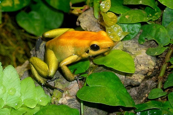 Most Poisonous Frogs In The World - Black Legged Dart Frog