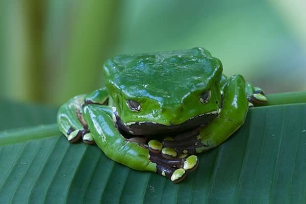 Most Poisonous Frogs in the World - Giant Leaf Frog