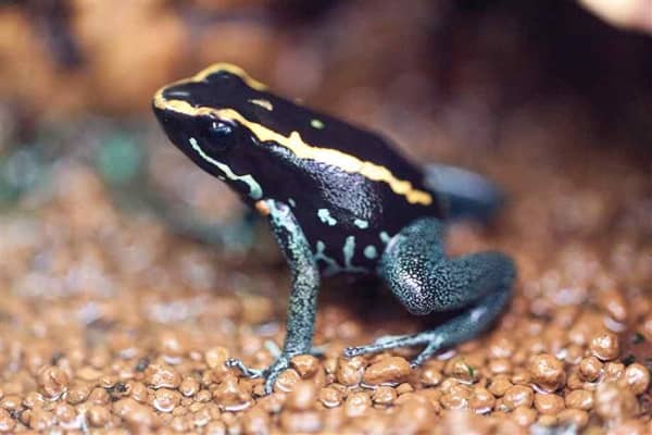 Most Poisonous Frogs in the World - Golfodulcean Poison Frog