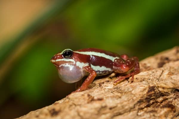 Most Poisonous Frogs in the World - Phantasmal Poison Frog