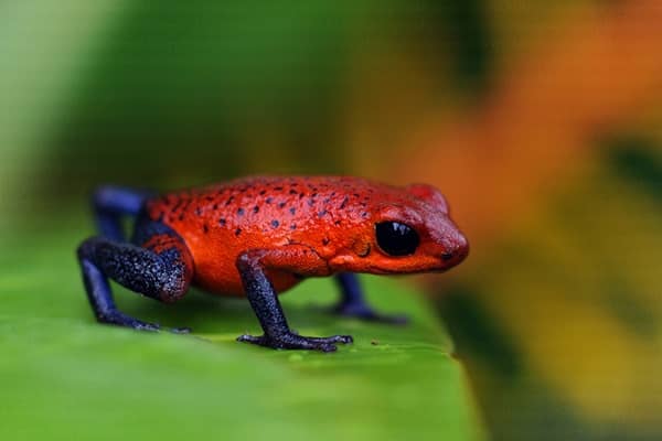 Most Poisonous Frogs in the World - Strawberry Poison Dart Frog