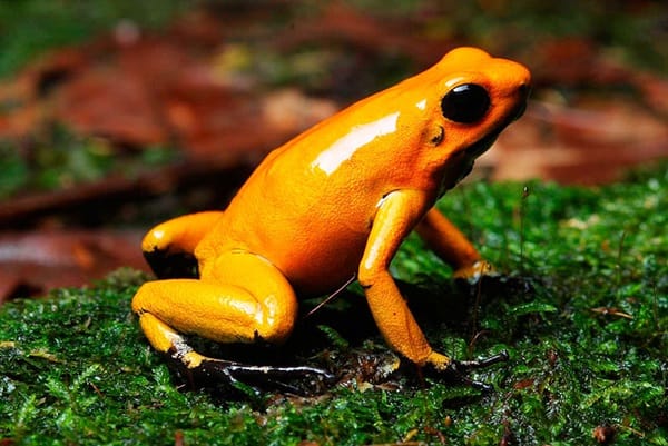 Most Poisonous Frogs in the World - Golden Poison Frog