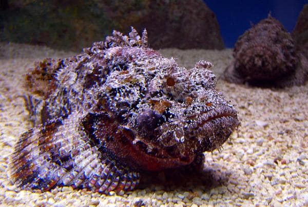 5 Most Venomous Animals in The World - The Stonefish