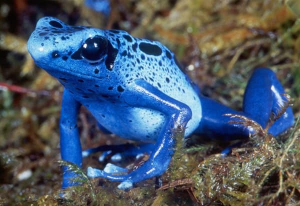 Most Poisonous Frogs in the World - Blue Poison Dart Frog