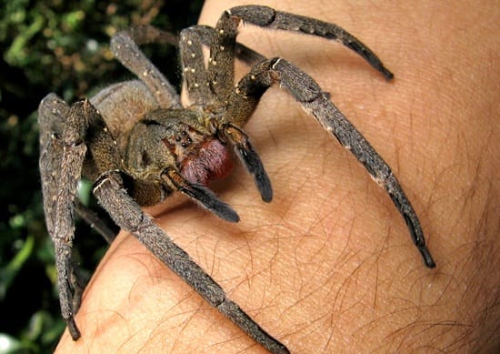 5 Most Venomous Animals in The World - Brazillian Wandering Spider