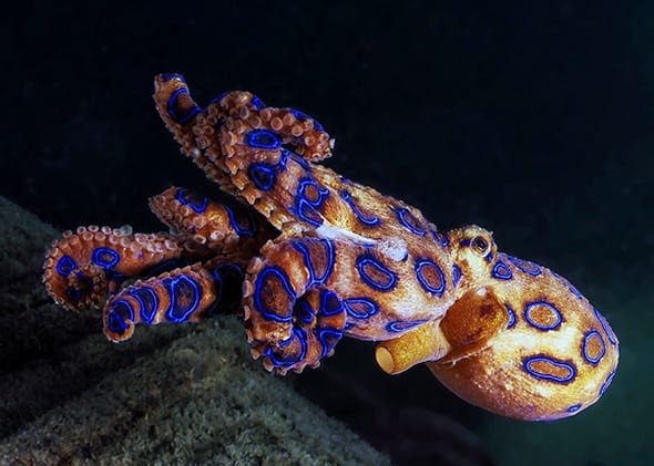 5 Most Venomous Animals in The World - Blue Ringed Octopus