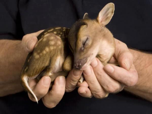 Adorable Baby Animals