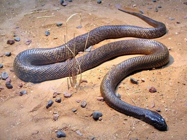 5 Most Venomous Animals in The World - Inland Taipan