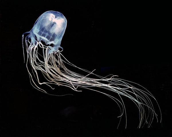 5 Most Venomous Animals in The World - The Box Jellyfish