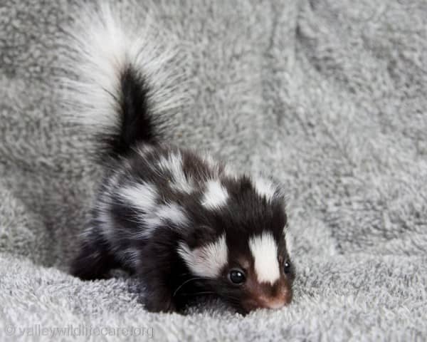 Cute Baby Animals