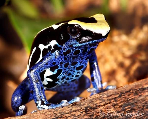 Most Poisonous Frogs in the World - Dyeing Dart Frog