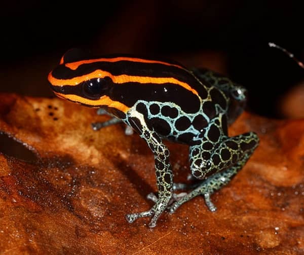 Most Poisonous Frogs in the World - Lovely Poison Dart Frog