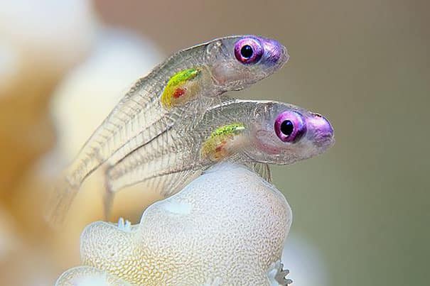 transparent animals